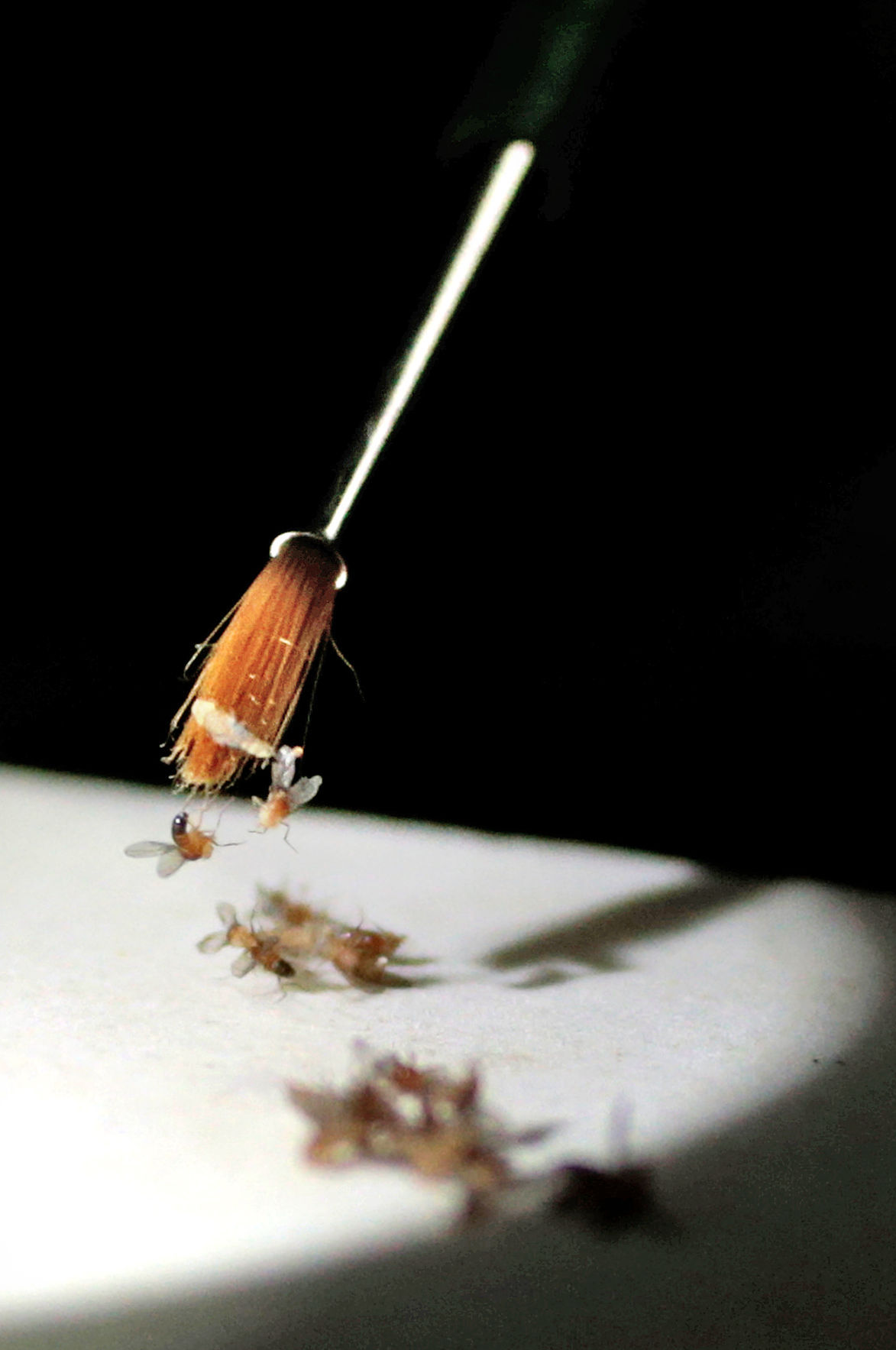 Flies with brush